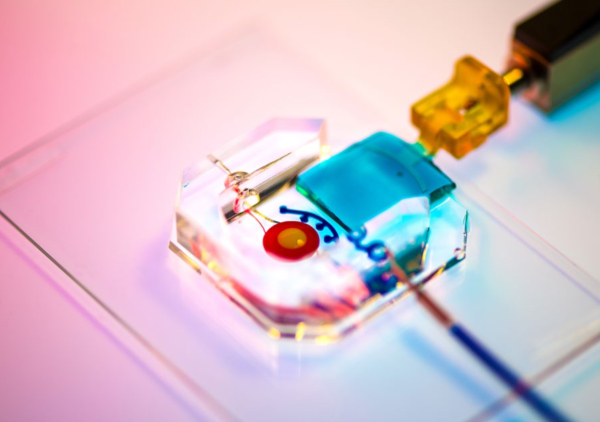 Organs-on-a-chip are small devices that contain tiny pieces of human tissue inside, and they are specifically designed to keep tissues functional as they would be in the human body. Image Credit: Penn Medicine News
