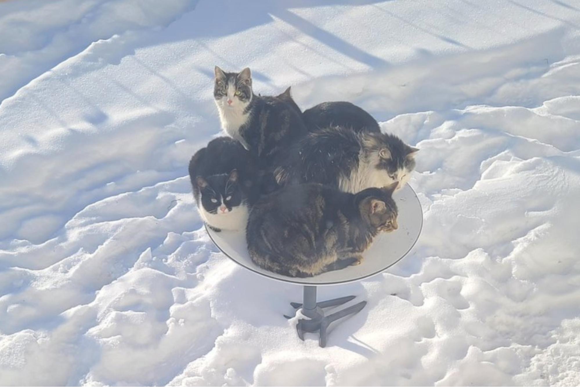 Cats on StarLink