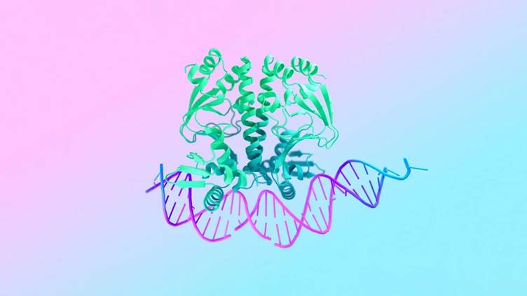 A dna structure with a spiral structure</p>
<p>Description automatically generated with medium confidence